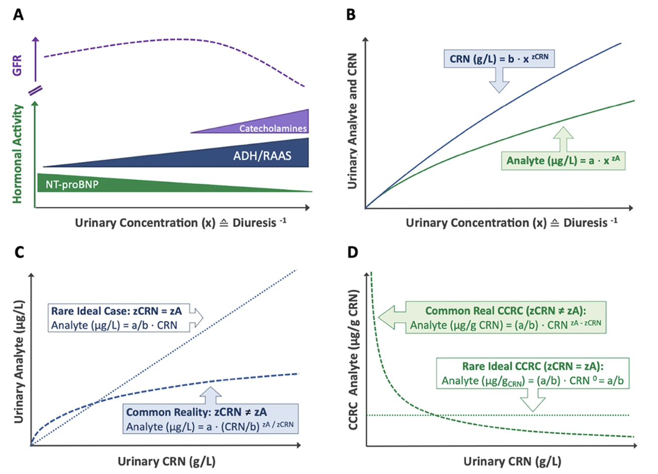 Differential renal handling of analytes and creatinine results in systemic dilution adjustment errors