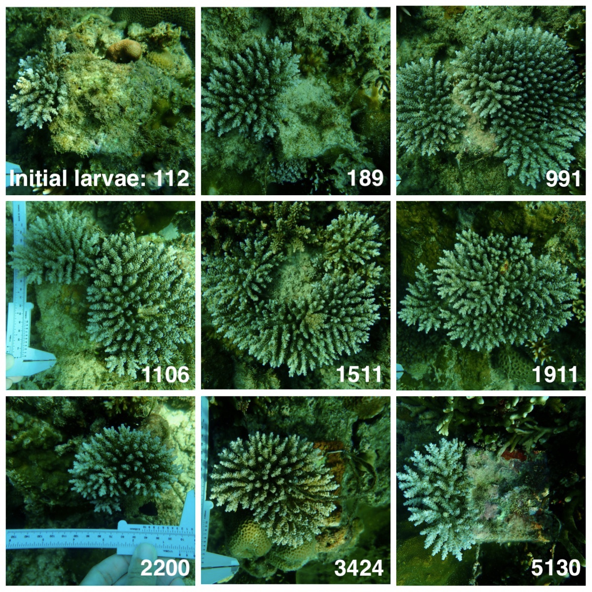 Coral growth after two years Coral growth after two years