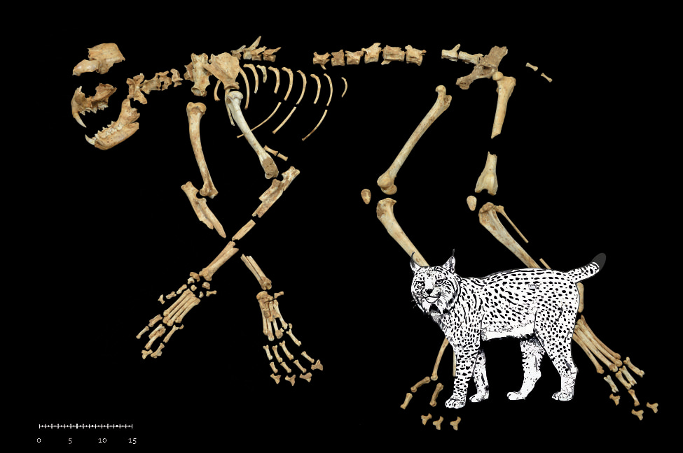 Iberian lynx form Cova del Gegant Iberian lynx form Cova del Gegant