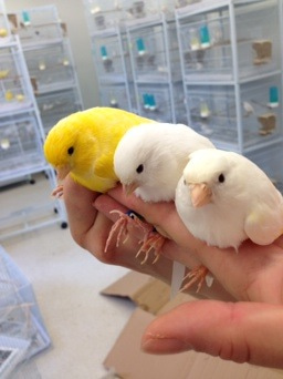 Canaries in the aviary Canaries in the aviary