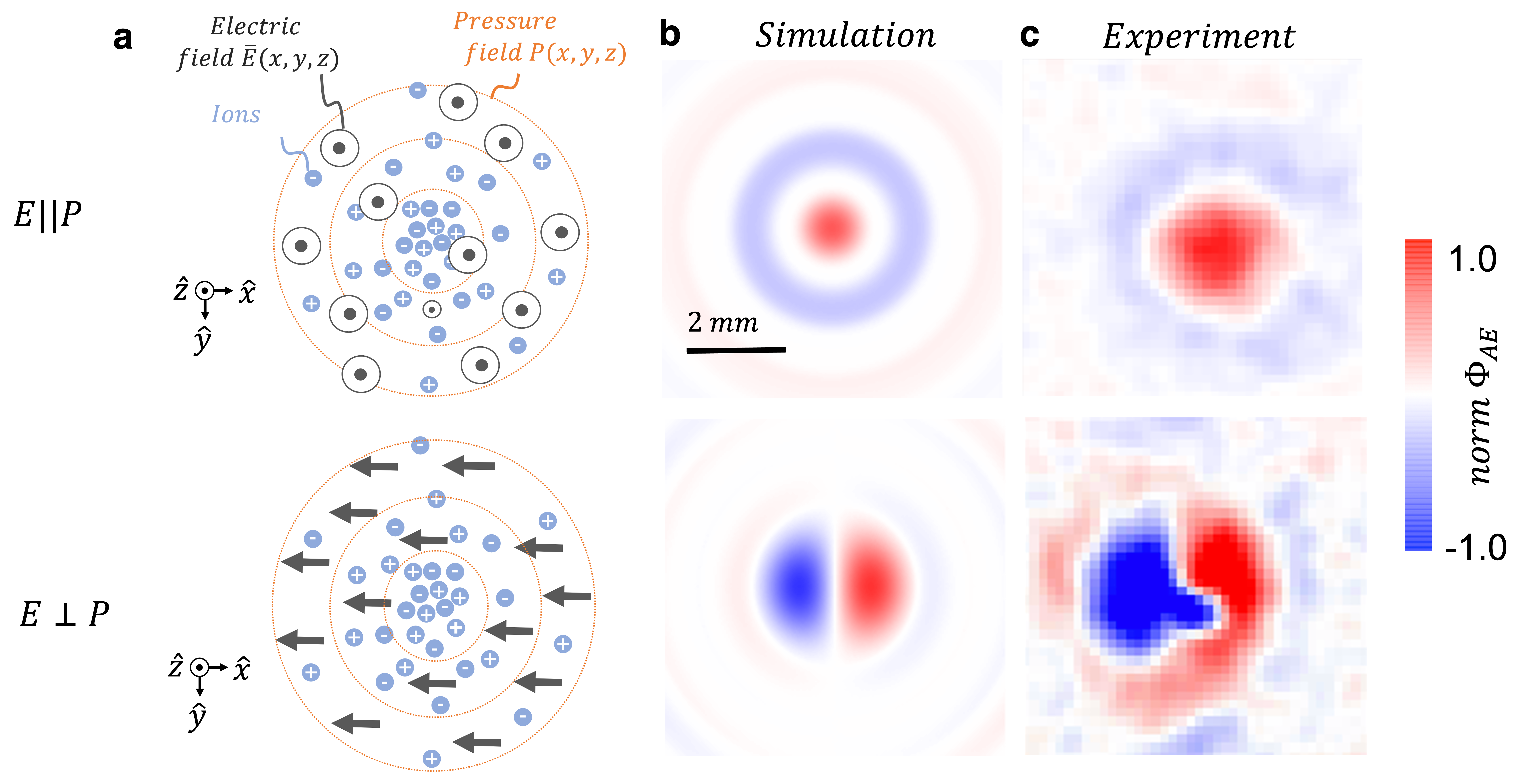 Spatiotemporal properties of the acoustoelectric effect