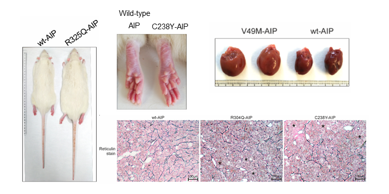 Gigantism in rats injected with mutant AIP compared to wtAIP: longer body and tail, bigger paws and heart, pituitary hyperplasia due to blockade of the RET-apoptotic pathway (reduced IC-RET, p-PKCd, activ-Casp3)