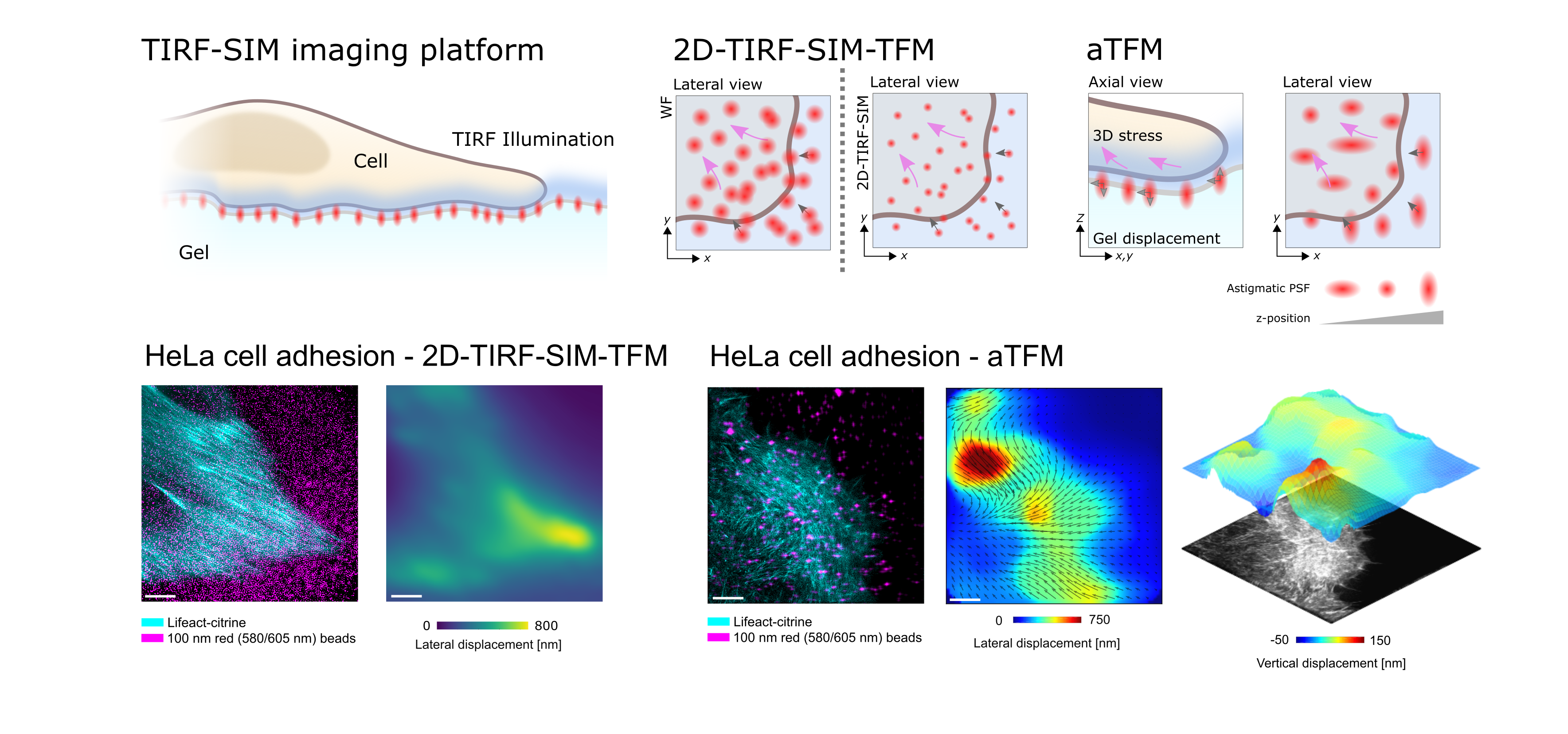 Overview of both the 2D-TIRF-SIM-TFM and aTFM methodologies, revealing lateral and axial displacements and stresses during the adhesion of a HeLa cell to an elastic silicone substrate. Scale bar is 5 μm.