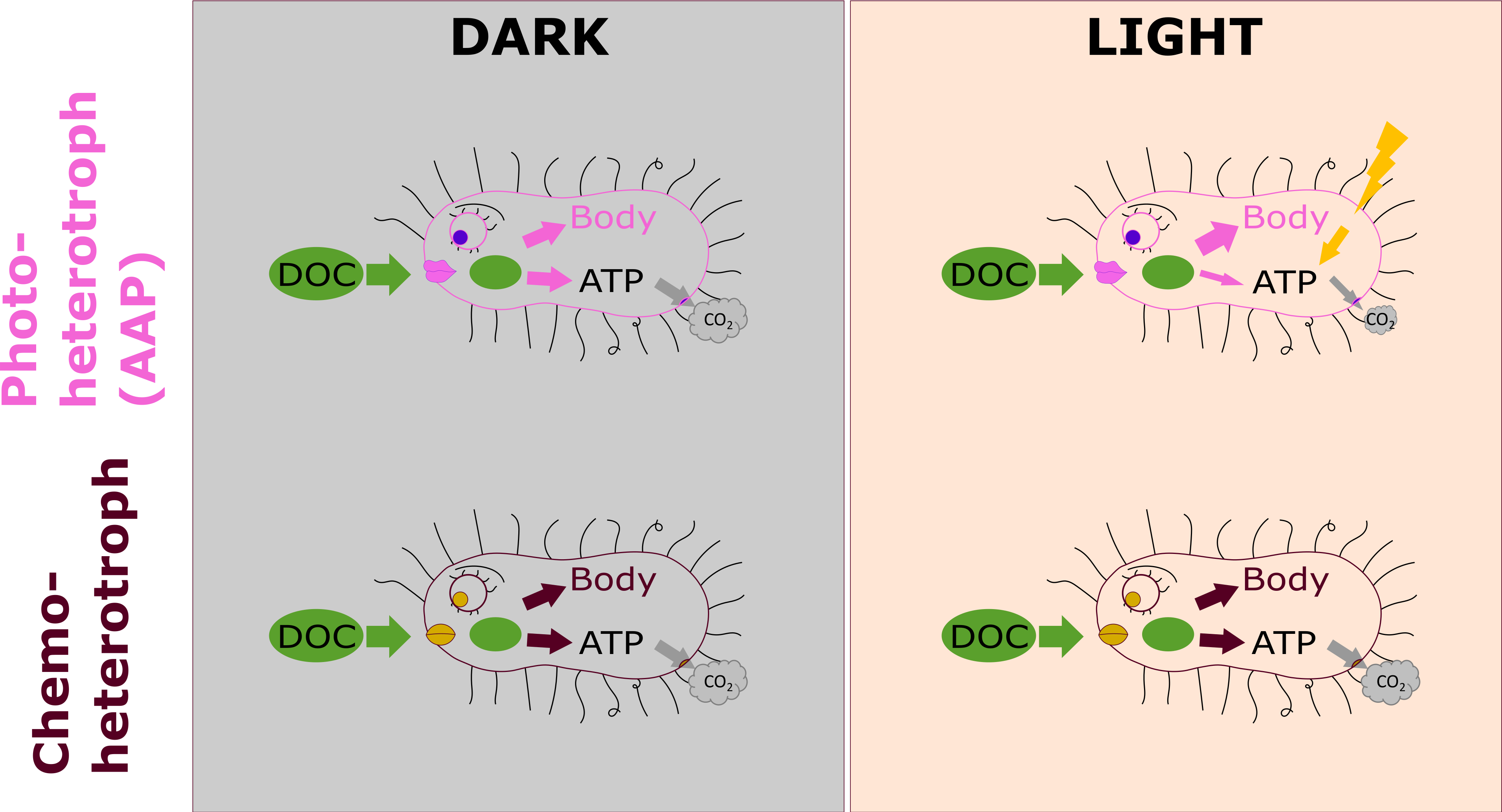 In the dark, they both use DOC as a sole carbon and energy source. However, when AAP absorb light using photosystems, they reduce the ATP production via respiration, which allows them to direct more carbon to anabolic processes.