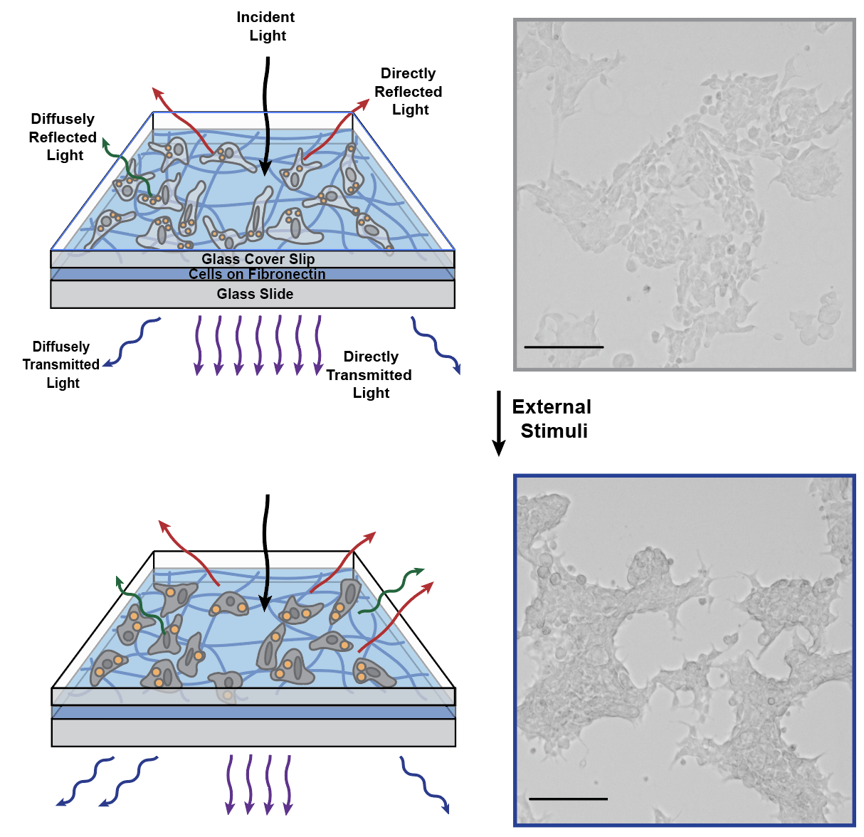 Demonstration of tunable optical properties for engineered human cell cultures. Demonstration of tunable optical properties for engineered human cell cultures.