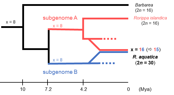 Evolutionary scheme of the formation the allotetraploid genome of R. aquatica 