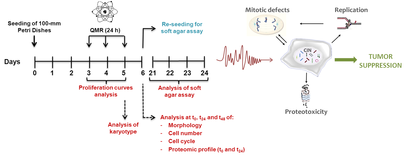 Experimental design and QMR final effect on glioblastoma cell lines