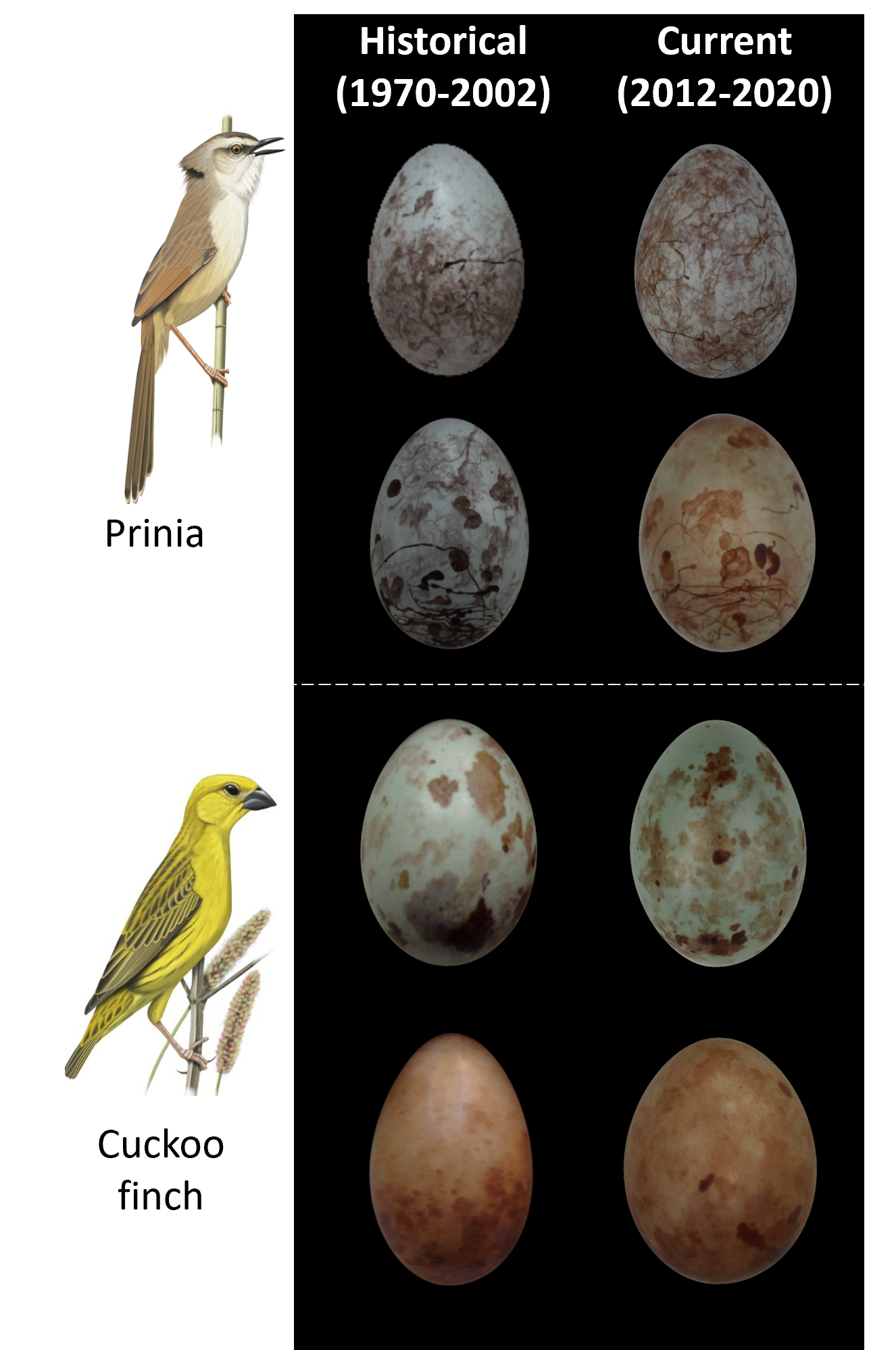 Examples of prinia and cuckoo finch eggs from different years.