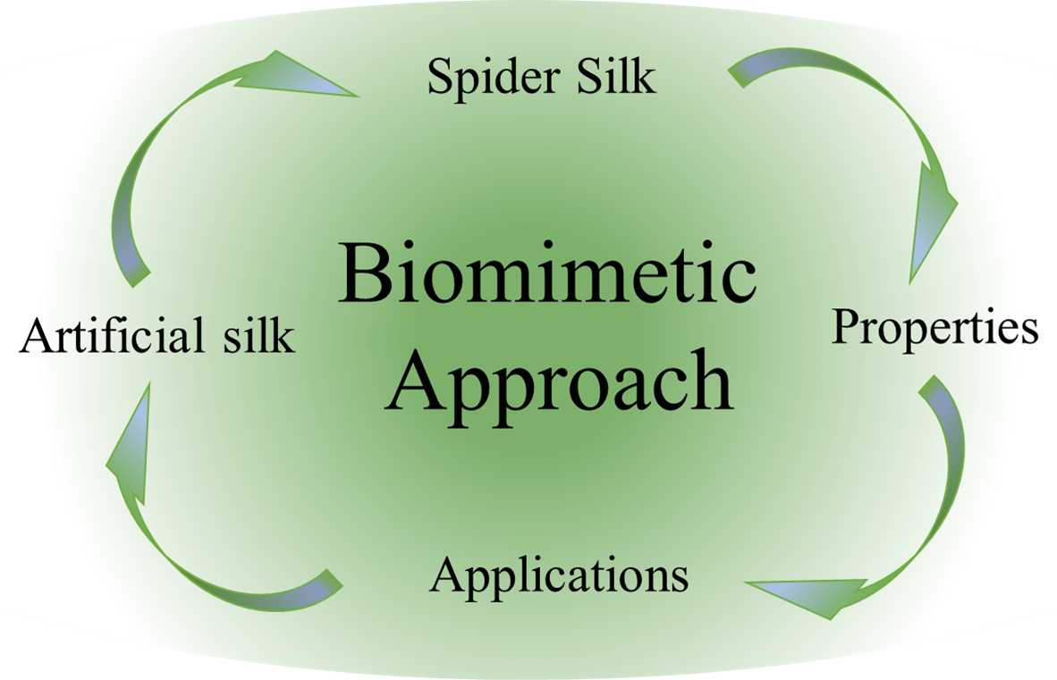 Figure 3: Schematic of the logic behind biomimetic artificial spider silk.  Fascinated by the spider silk, one should understand first its properties. Then, it is possible to find and speculate some applications with the subsequent need in producing spider silk artificially. In doing so, we faced the need to go back to the natural material, in order to understand how to improve the artificial ones. 