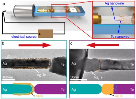 a, Schematic illumination of the setup for tailored atomic diffusion experiments. b, The formation of the Ag2Te-Ag core-shell structure by applying a positive voltage; the structure of the core-shell nanowire is illustrated at the bottom. c, TEM image and the illustration showing the formation of Ag2Te-Te binary heterostructure when applying a negative voltage (red arrows showing the direction of current).