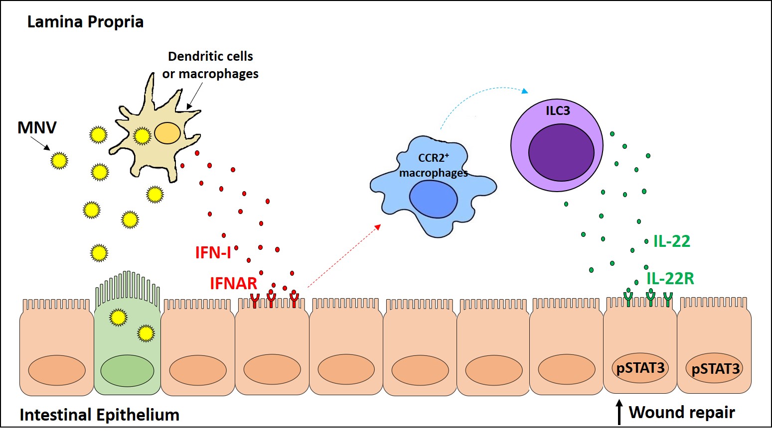 Model of MNV protection from intestinal damage