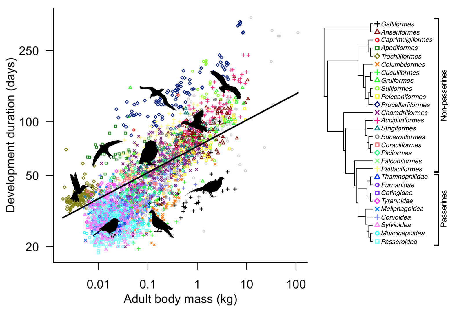 Allometric scaling of avian developmental durations Allometric scaling of avian developmental durations