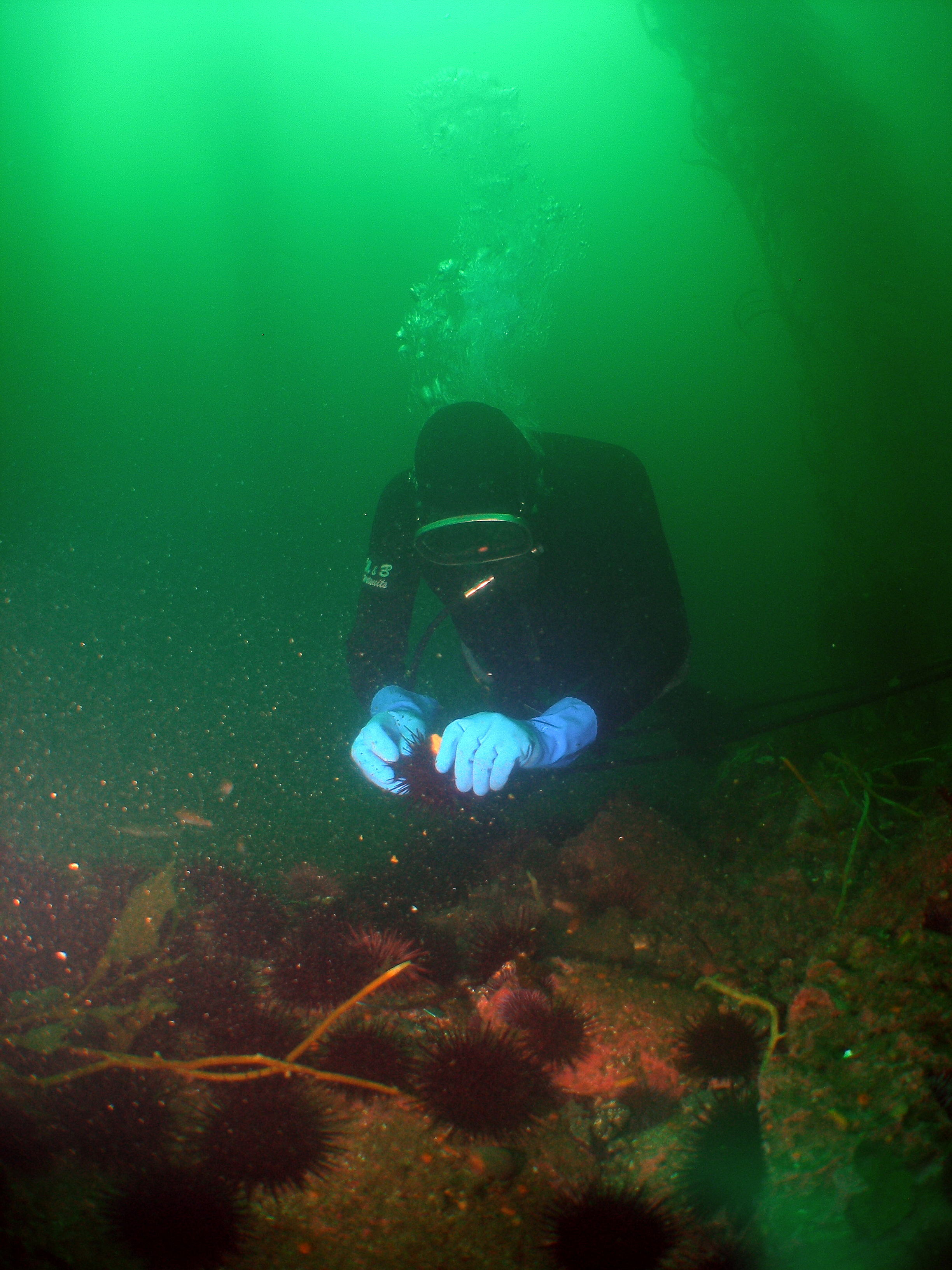 Diver collecting fisheries data