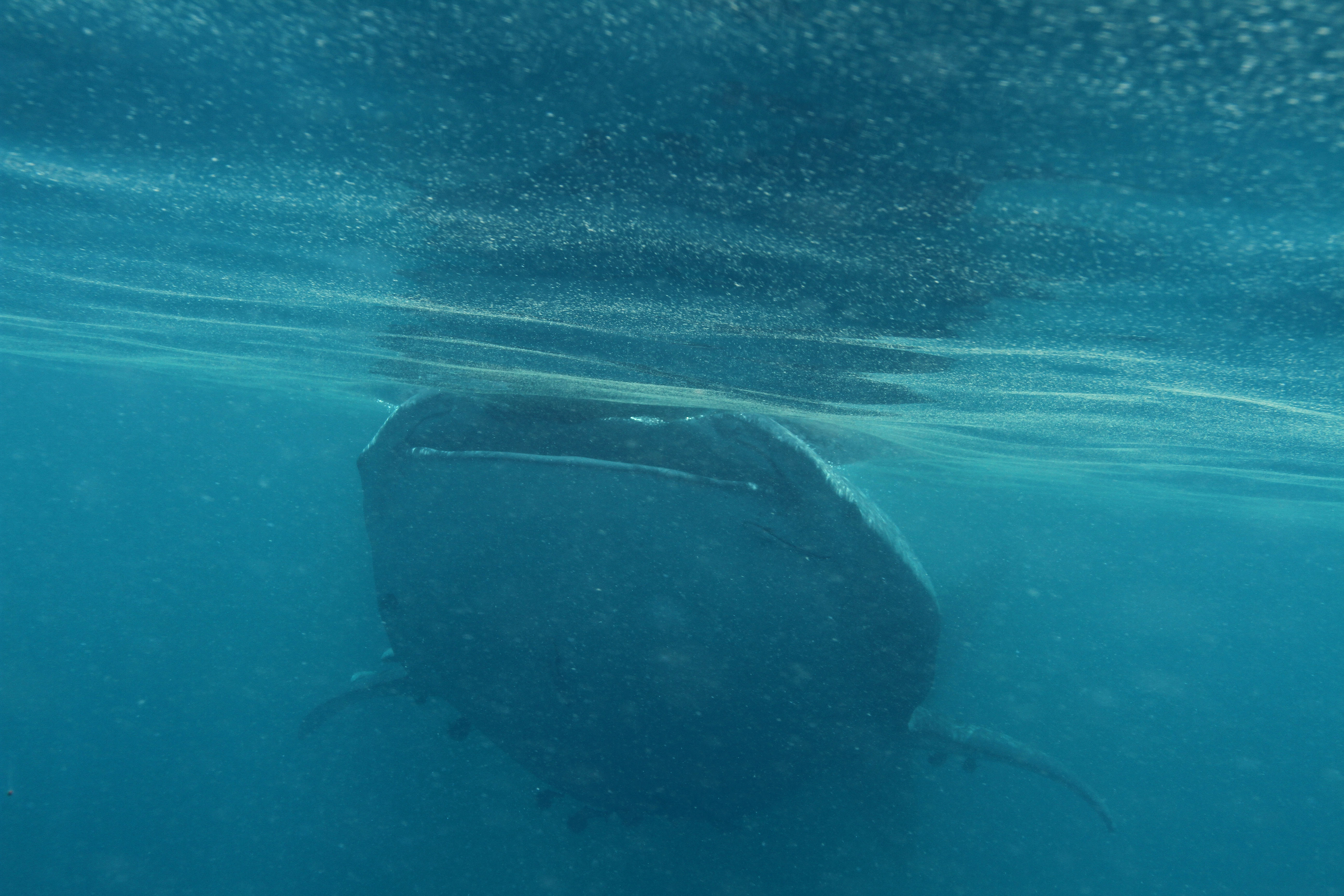 Whale shark at Al Shaheen feeding on tiny plankton (photo: Peter Rask Møller).