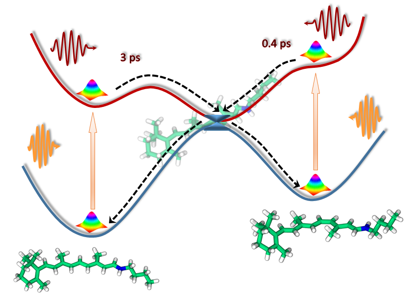 Retinal photoisomerization