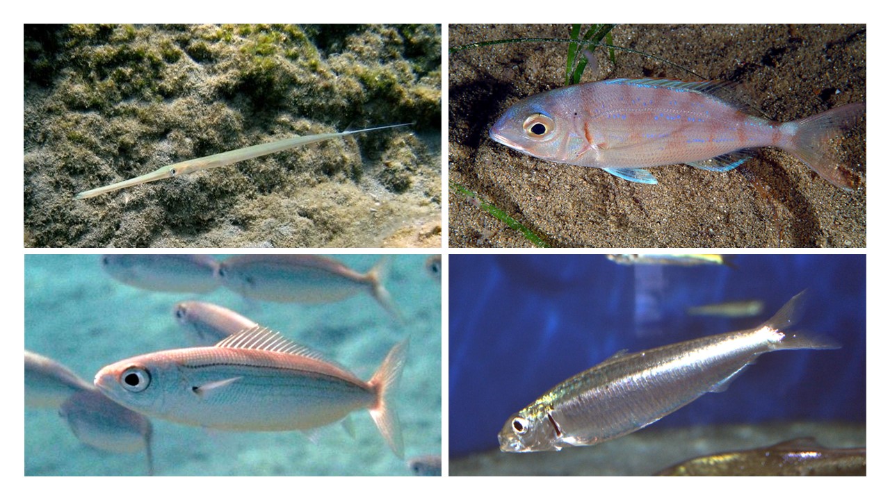 Economically and ecologically important fishery species in the Mediterranean Sea