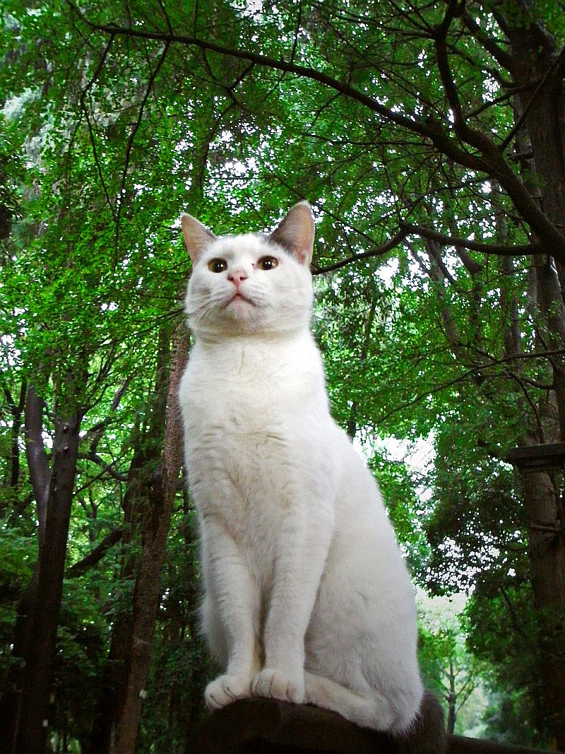 Cat in a forest Cat in a forest