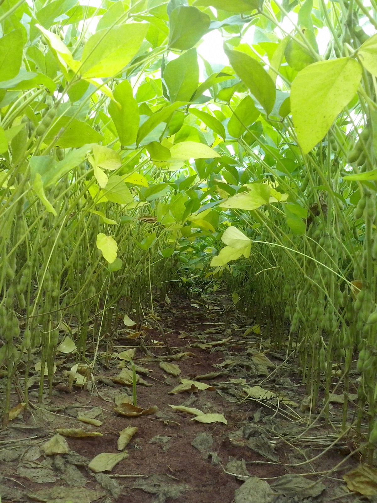 From the beetle's perspective