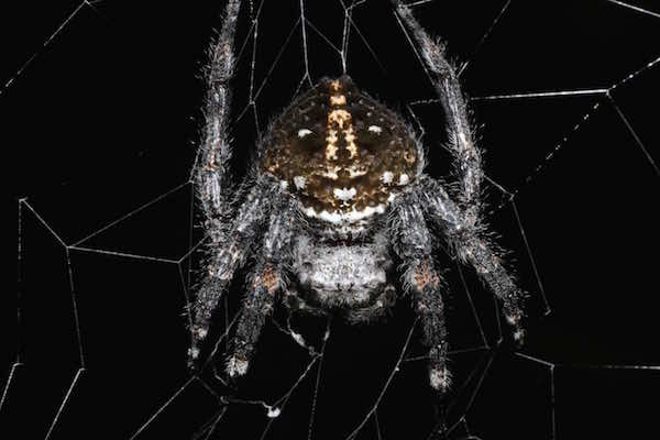Darwin's bark spider (Caerostris darwini)
