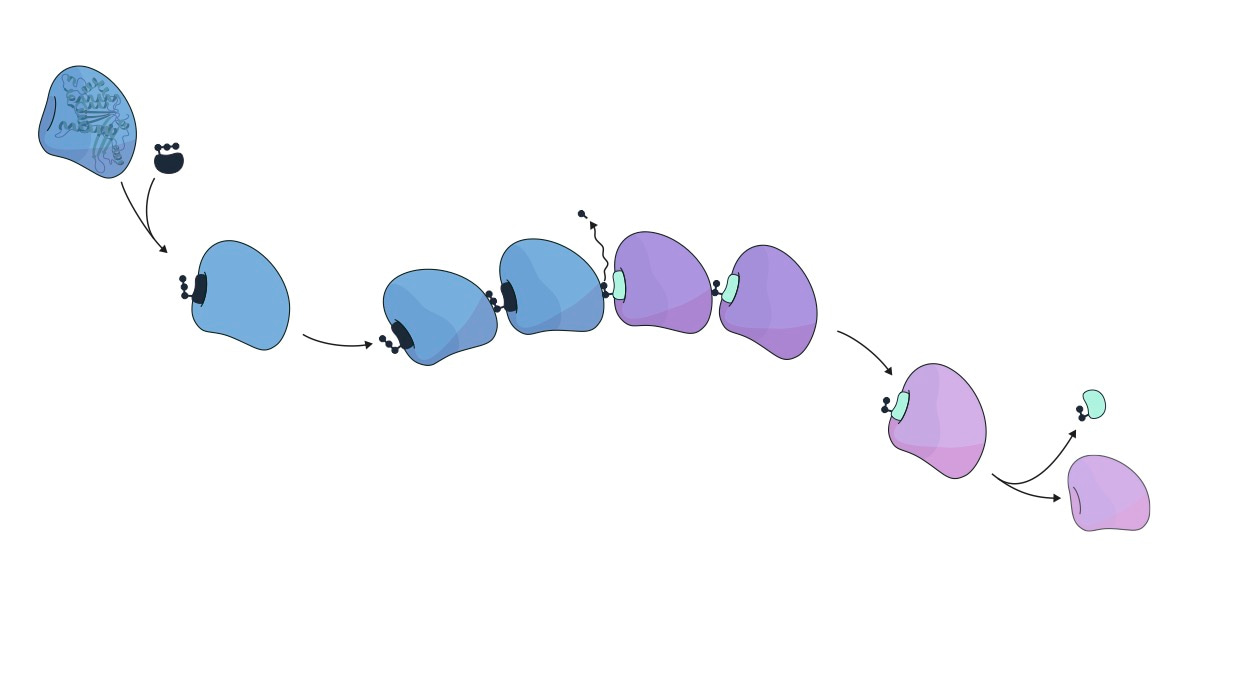 A coarse-grained FtsZ filament is shown. Monomers with an energy packet (blue) bind to the filament head. Inside the filament, the energy is consumed. Monomers that have consumed their energy packet (purple) then dissociate from the tail. Illustration by Claudia Flandoli.