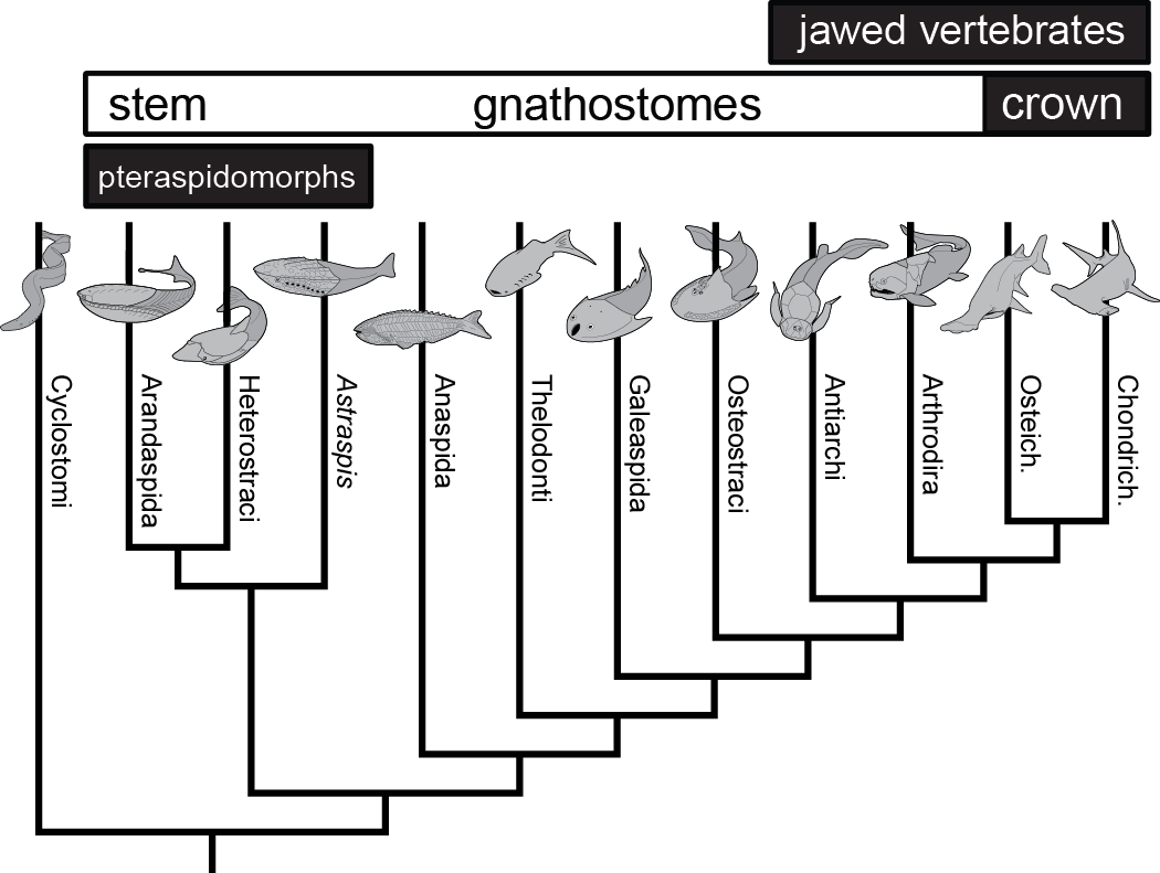 Vertebrate Phylogeny Vertebrate Phylogeny