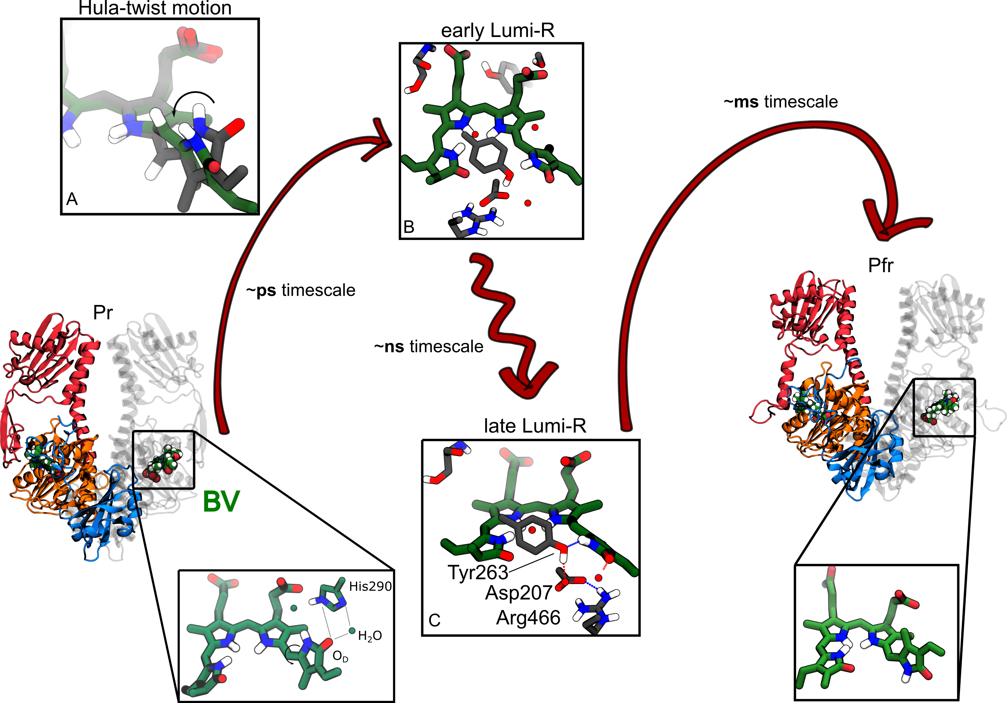 Representation of the PSM of the two photoproducts: Pr and Pfr, with a zoom on the bilin chromophore (green). The closeby residues to D-ring are represented in the inset in the lower left corner. The counterclockwise rotation (ccw) of the chromophore is represented by an arrow in the same inset. (A) In gray the structure of the BV in the Pr state, and in green its structure at the end of the photoisomerization. (B), (C) Structures of the chromophore and the nearby residues obtained in this work for the early and late Lumi-R intermediates. The timescales for the different steps are the ones reported in the literature.