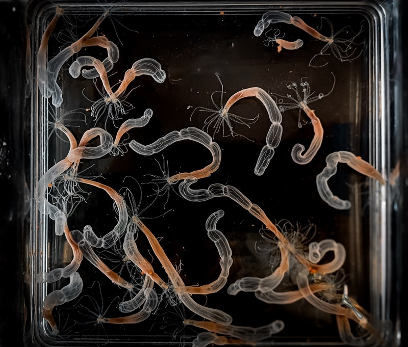 Photo from above of a plastic box containing Nematostella adults.