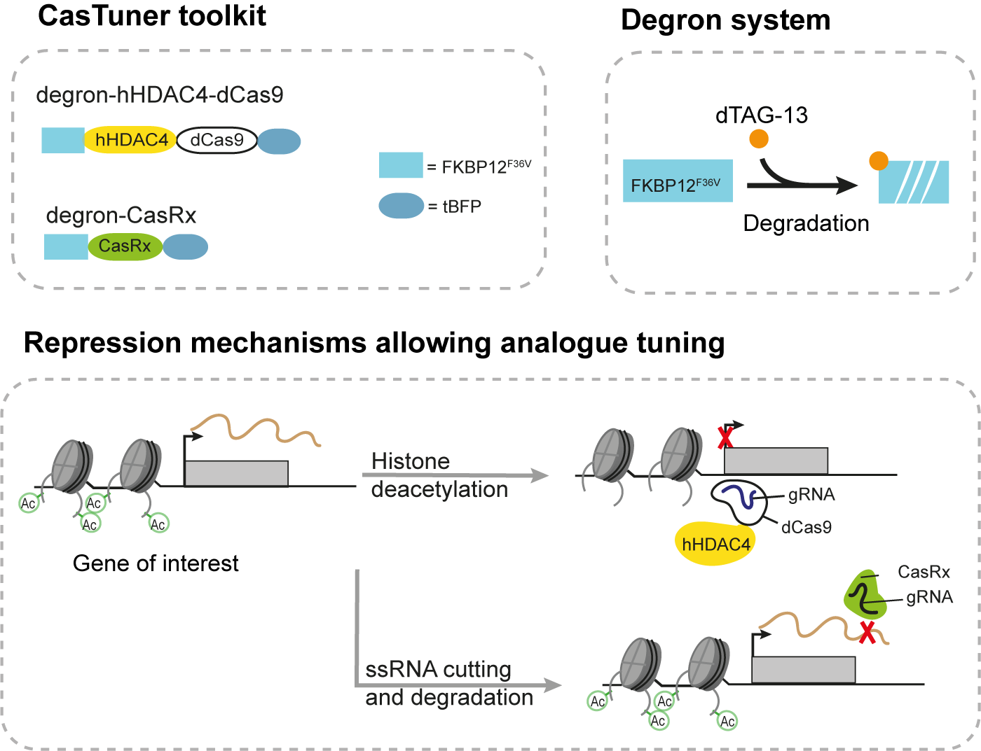 Left part: CasTuner toolkit comprises hHDAC4-dCas9 or CasRx, each fused to a degron domain and tBFP. Right part: The FKBP12_F36V) degron employed, which gets destabilized upon binding to the small molecule degrader dTAG-13. Bottom: Mechanisms allowing analogue tuning; hHDAC4 performs histone deacetylation and CasRx targets and cuts RNA