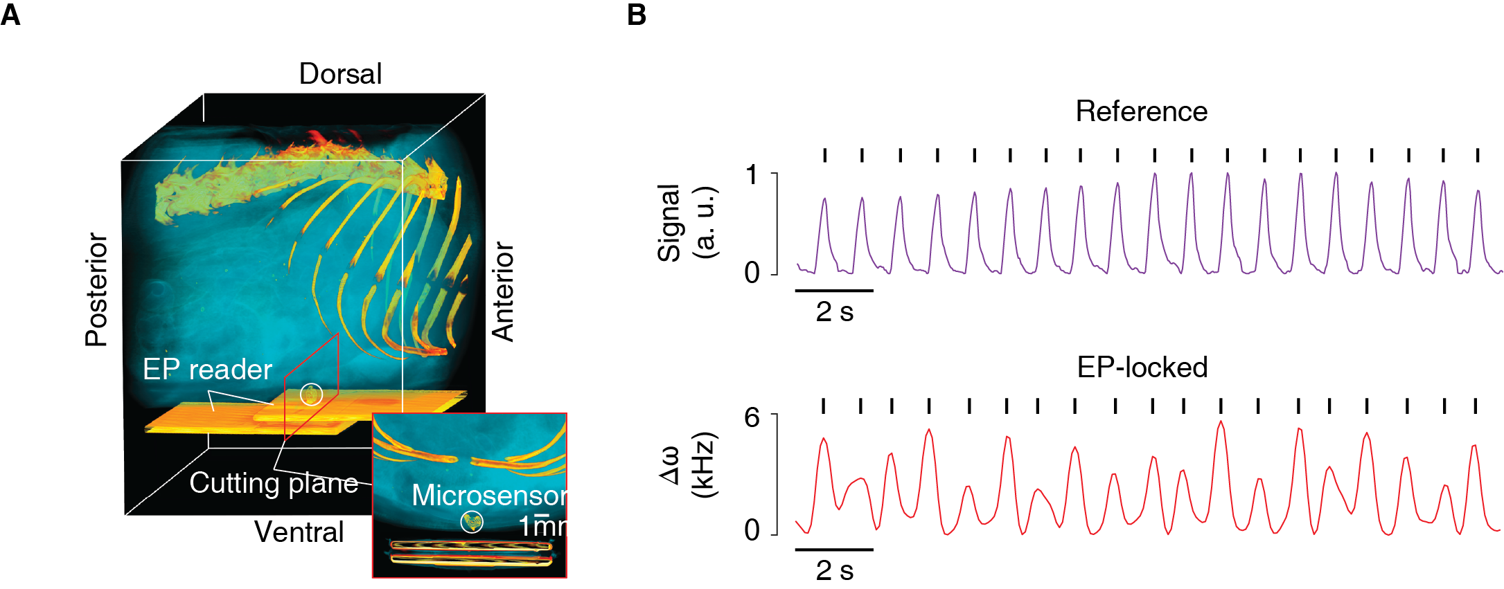 Fig. 2. In vivo experiment in rat abdomen. Fig. 2. In vivo experiment in rat abdomen.
