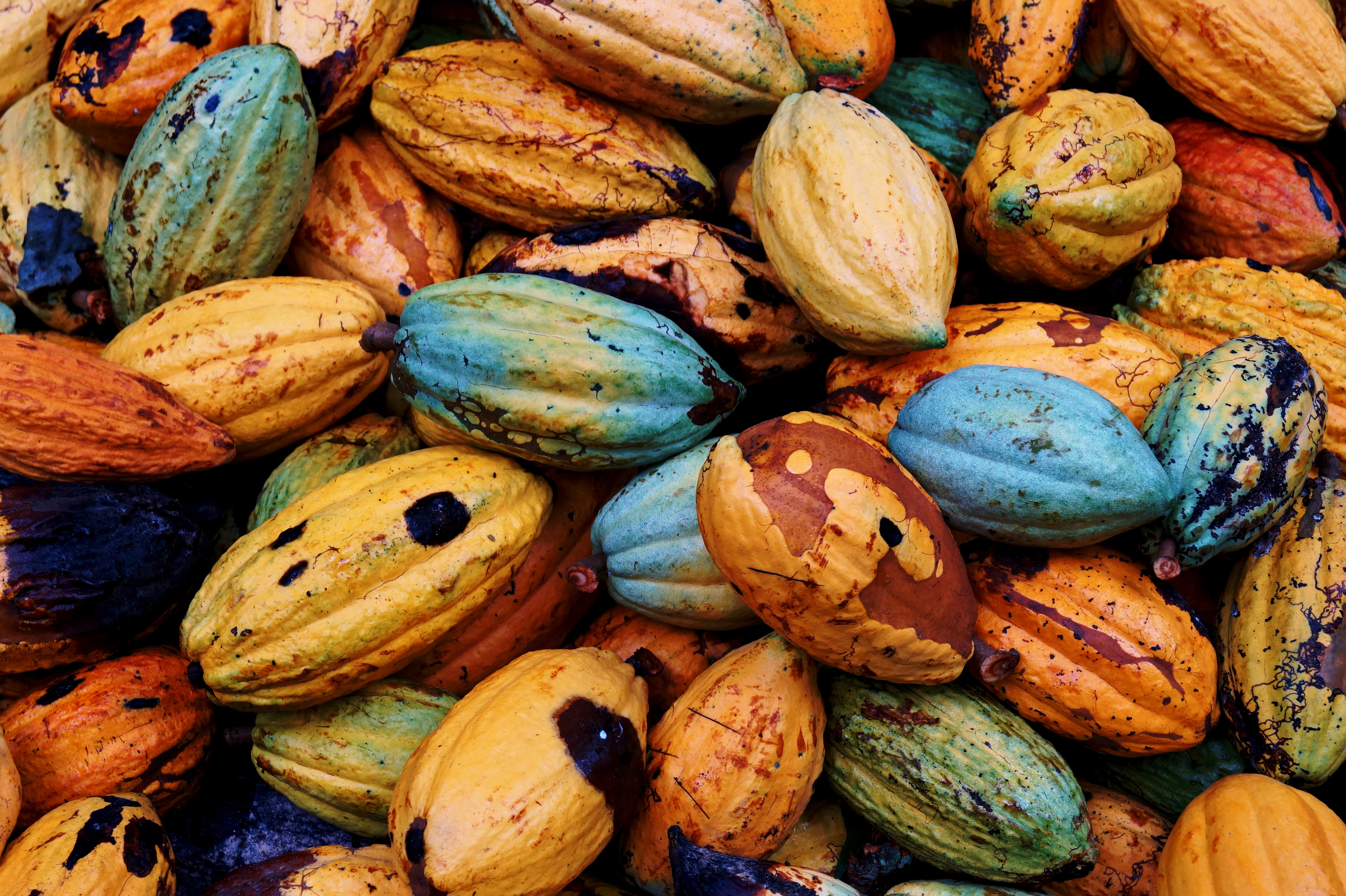 Ripe cocoa pods Ripe cocoa pods