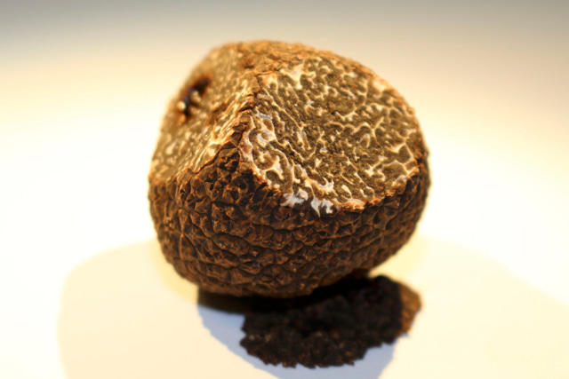 Black Truffle of Périgord (Tuber melanosporum) Black Truffle of Périgord (Tuber melanosporum)