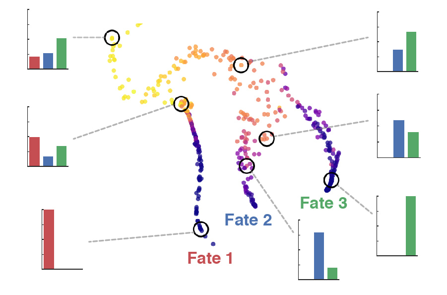 Differentiation potential landscape of blood Differentiation potential landscape of blood