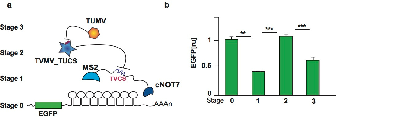 Figure 3. Protease-protease systems Figure 3. Protease-protease systems