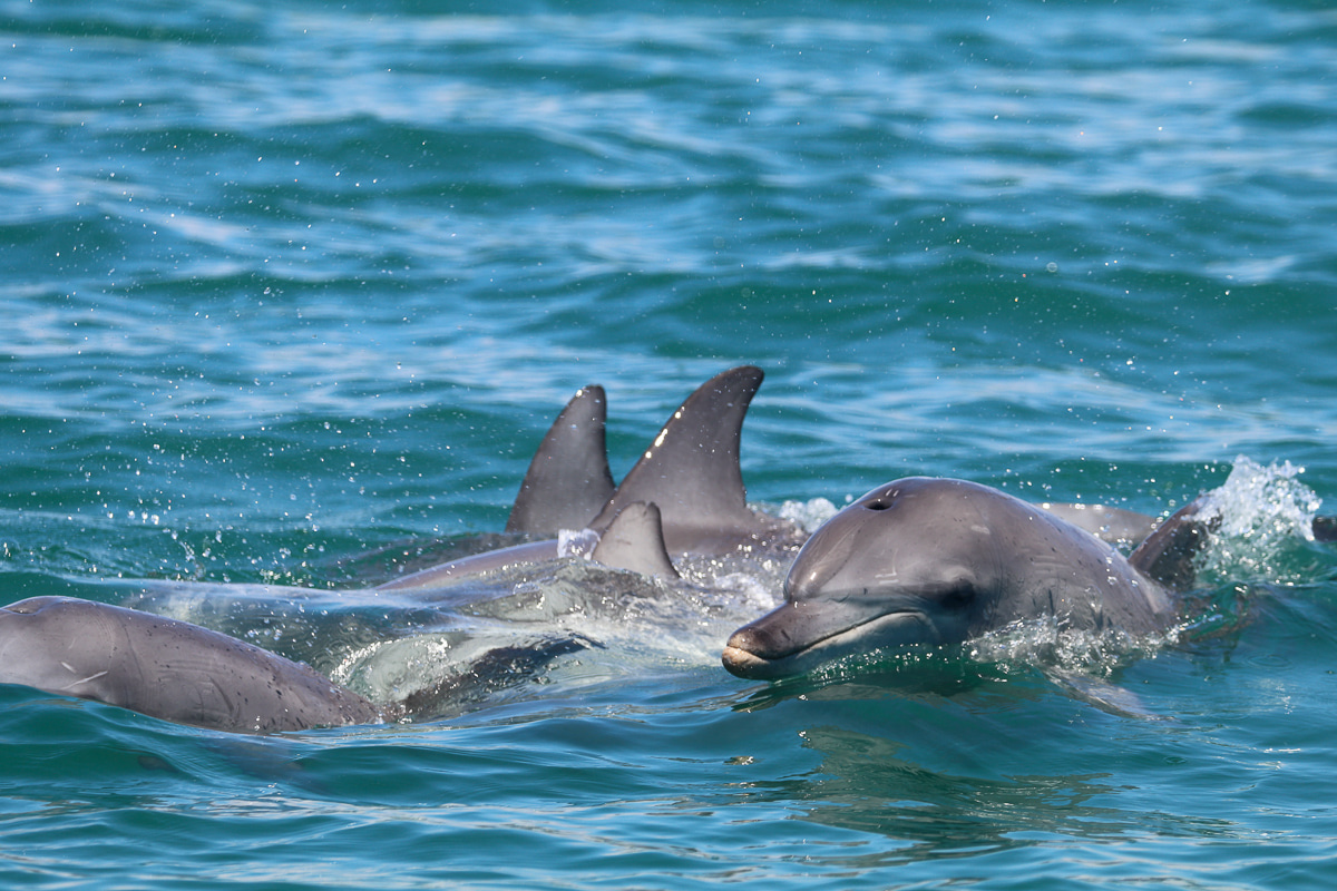 Dolphins in the midst of socializing. Copyright Shark Bay Dolphin Research Project
