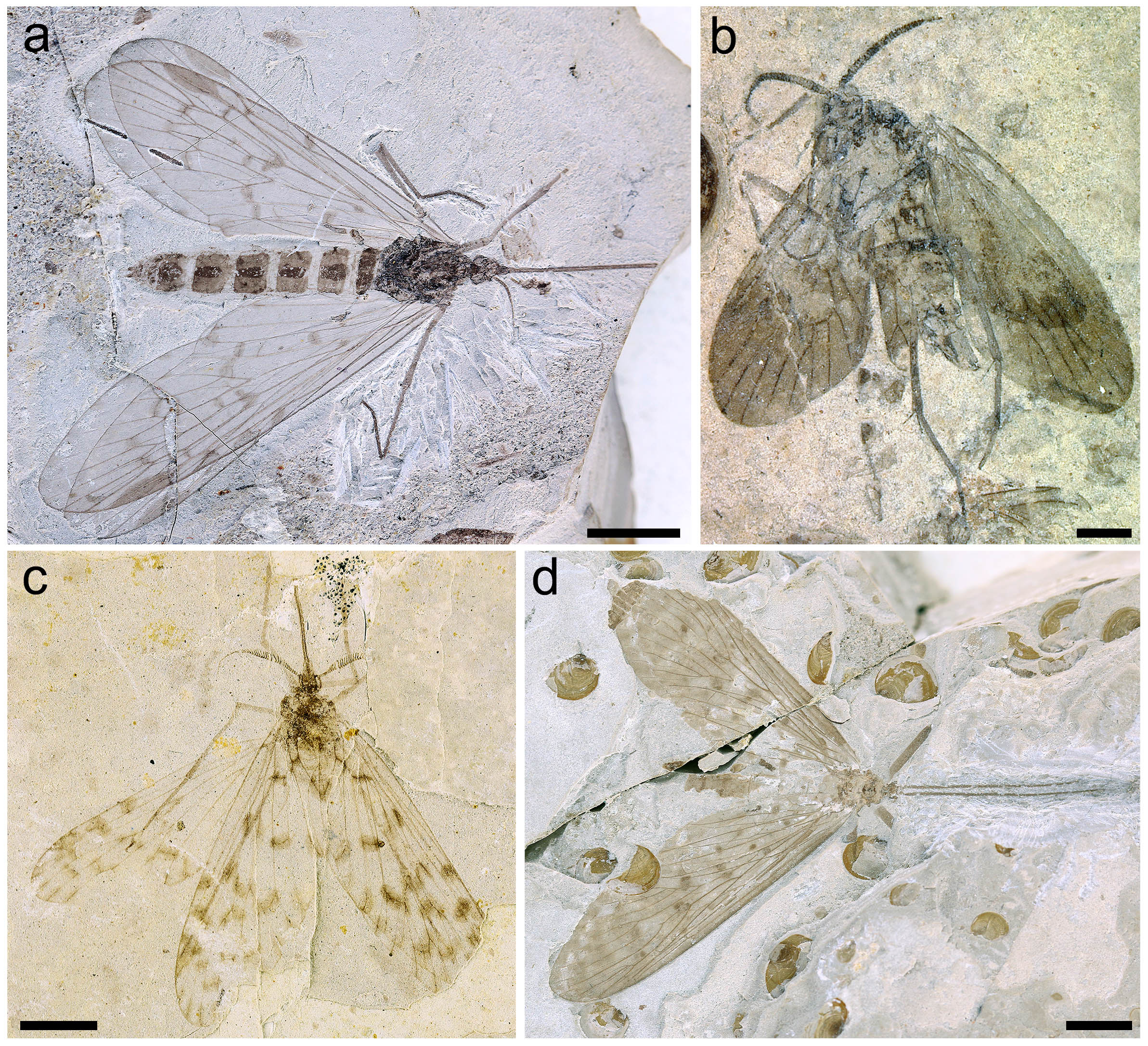 Fig. 1 New photos of Mesopsychidae and Pseudopolycentropodidae holotypes from Northeastern China. Fig. 1 New photos of Mesopsychidae and Pseudopolycentropodidae holotypes from Northeastern China.