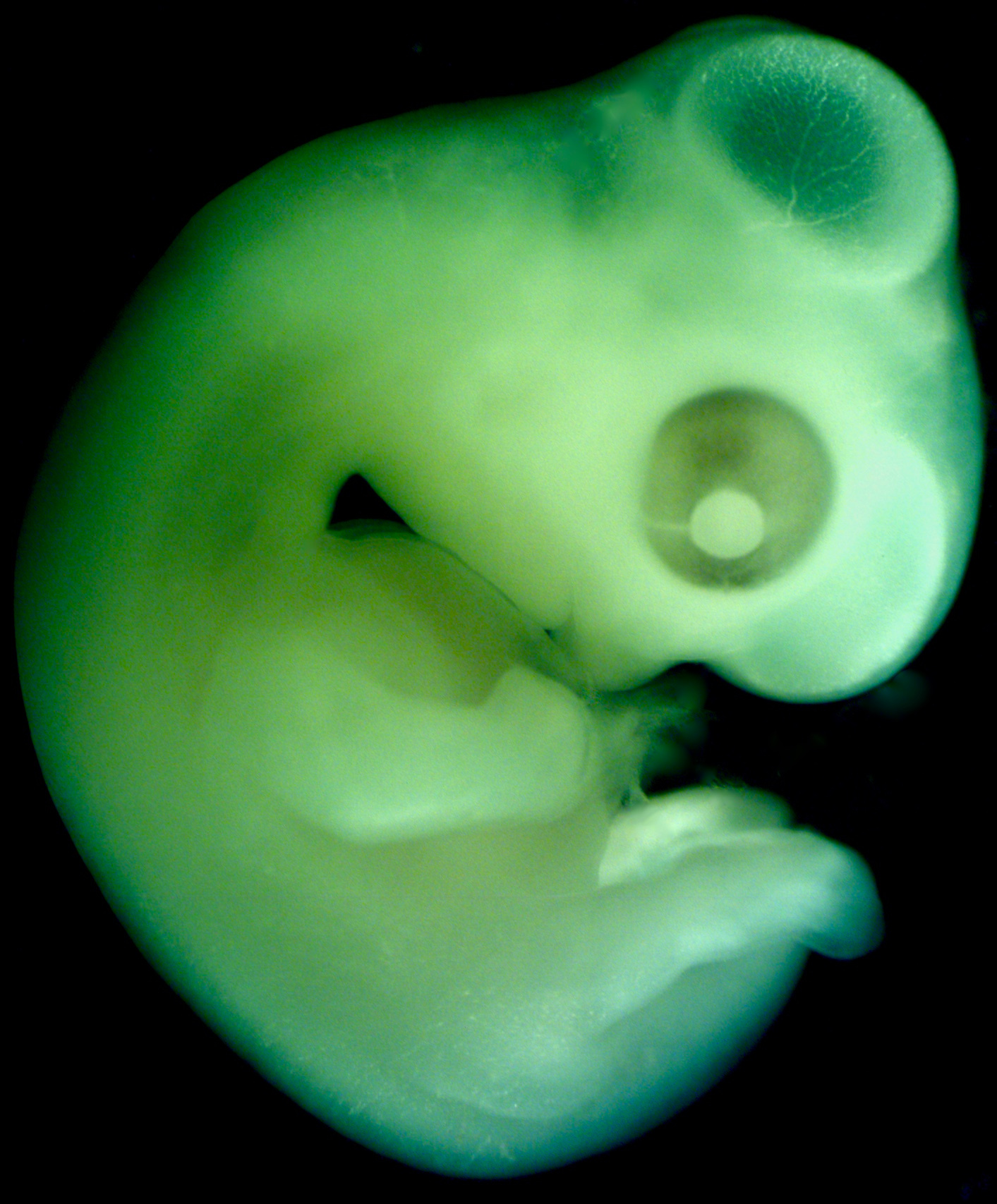 Eight-week old zebra finch embryo Eight-week old zebra finch embryo