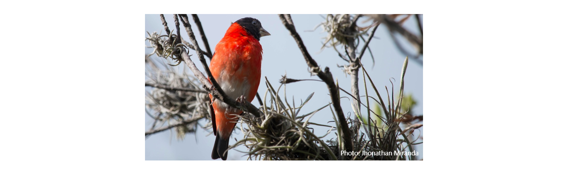 The Red Siskin, El Cardenalito