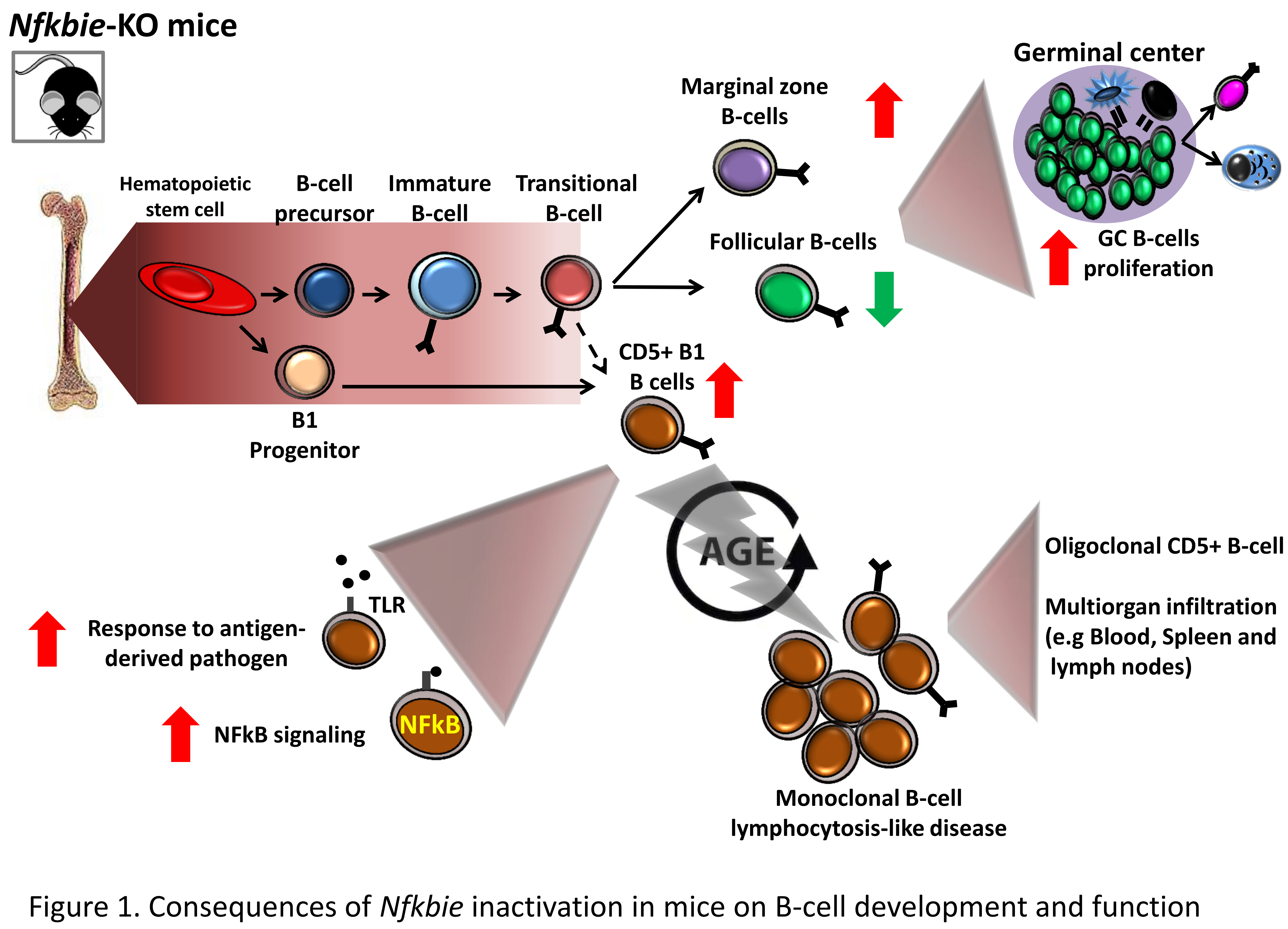 Figure 1. Consequences of Nfkbie inactivation in mice on B-cell development and function Figure 1. Consequences of Nfkbie inactivation in mice on B-cell development and function