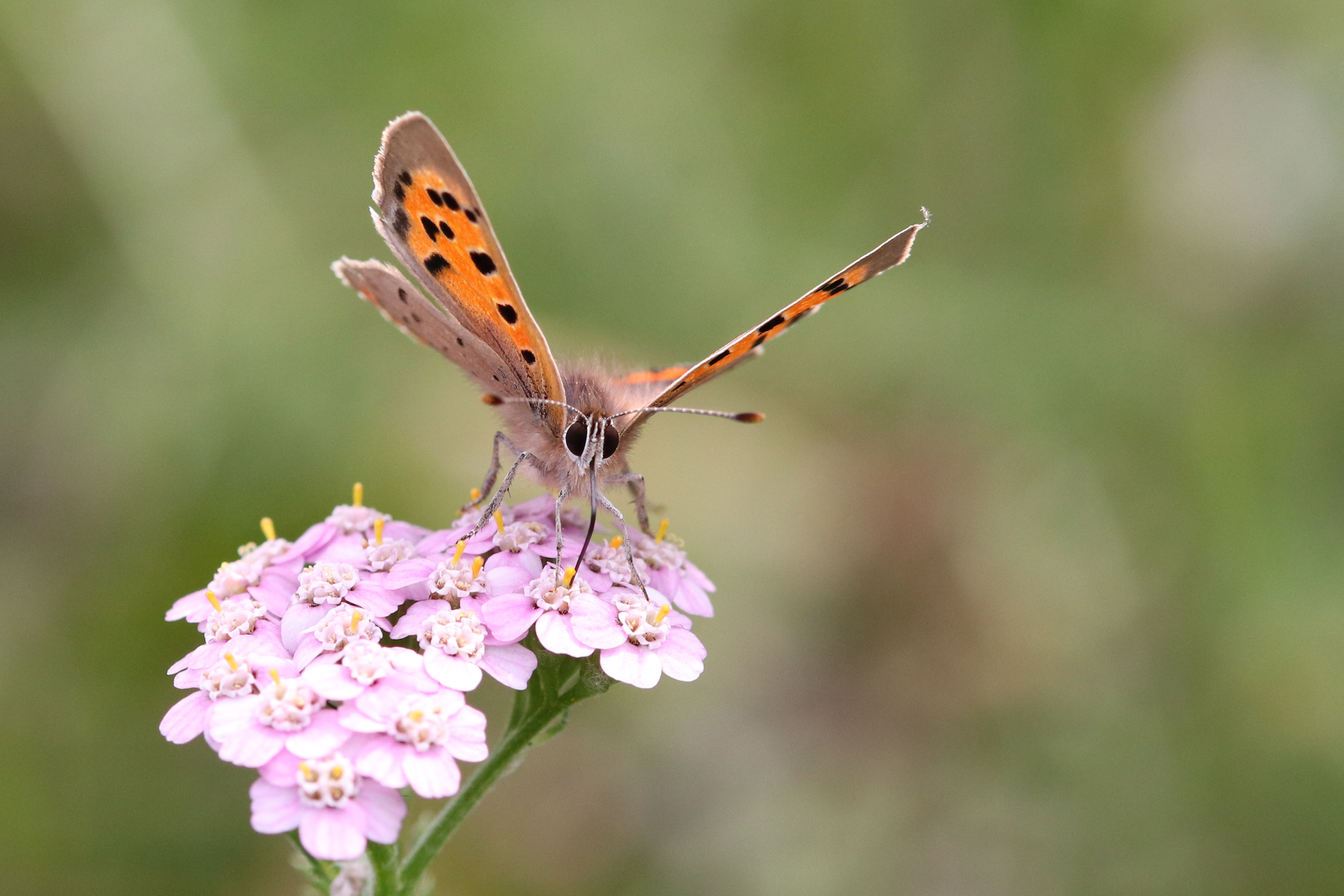 Lycena phlaeas (c) Barkmann S.