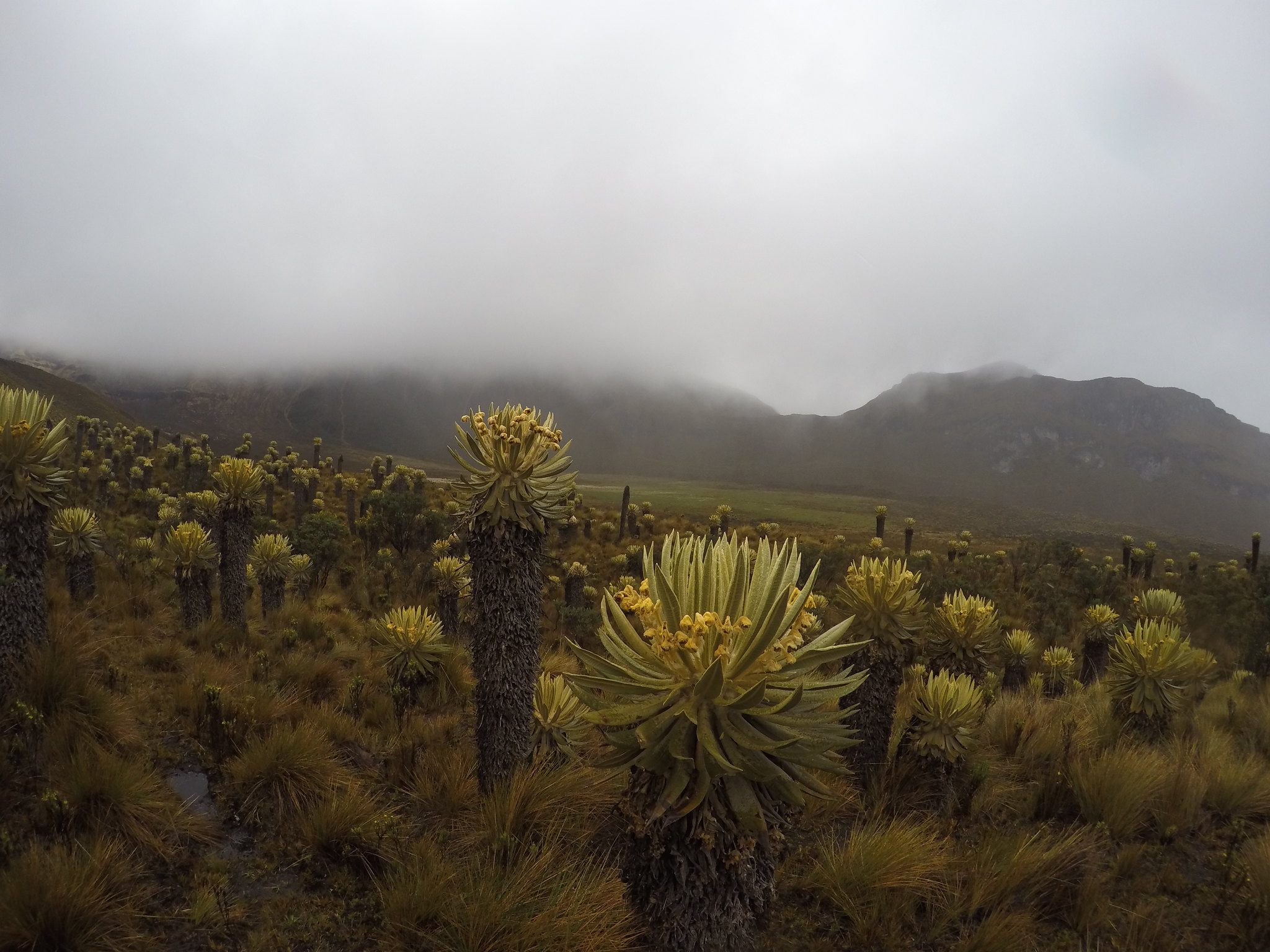 Parque Nacional Natural Los Nevados, Colombia. Paramo ecosystem with the iconic "frailejones". Photo by Mike and Lara Wolfe