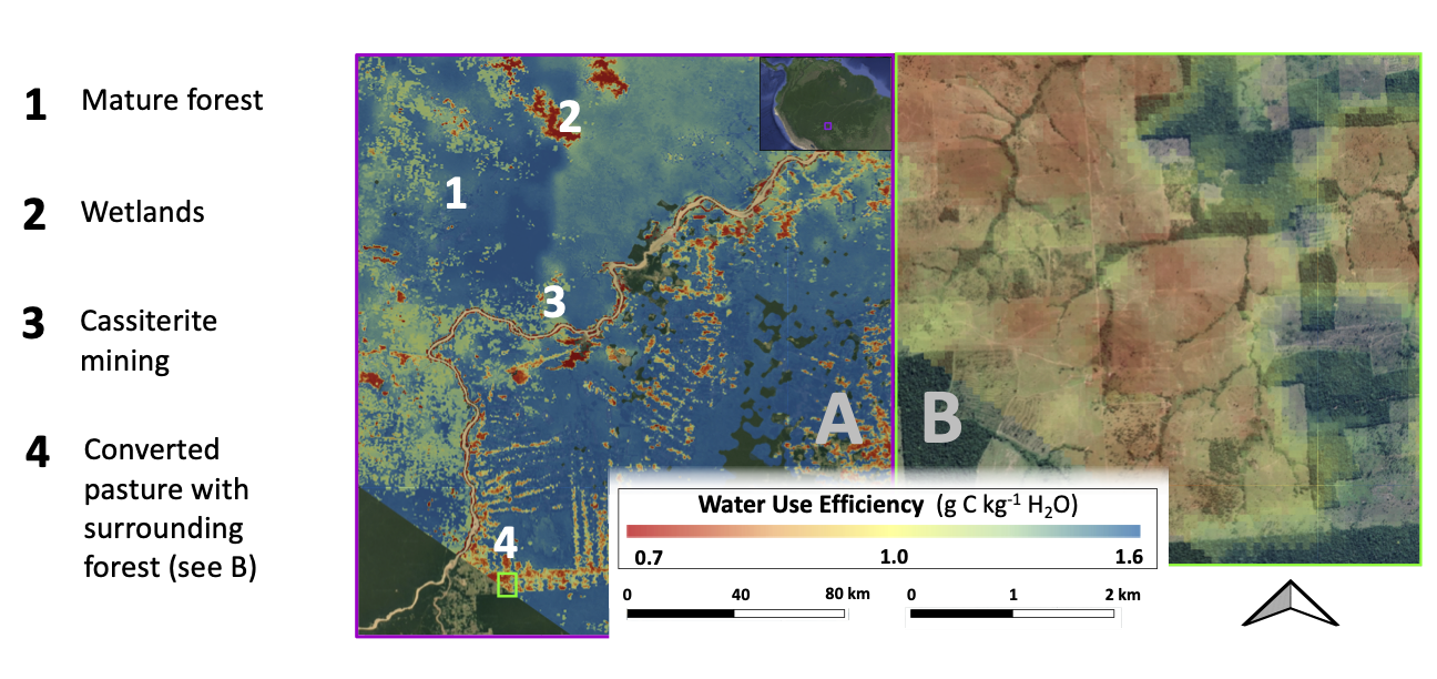 Figure 1. ECOSTRESS enables new insight into variation in ecosystem Water Use Efficiency (WUE; amount of carbon uptake per unit water lost) at fine resolutions across landscapes and globally. (A) An example ECOSTRESS overpass from August 2019 in southwestern Amazonia differentiates daily WUE due to both natural and anthropogenic features: 1) mature forest, 2) wetlands, 3) cassiterite (tin) mining activity, and 4) converted pasture with forest buffers. The missing parts of the image are due to clouds and swath boundaries. (B) A closer look at the converted pasture (4 in panel A) demonstrates the effects of wholesale deforestation on WUE. 