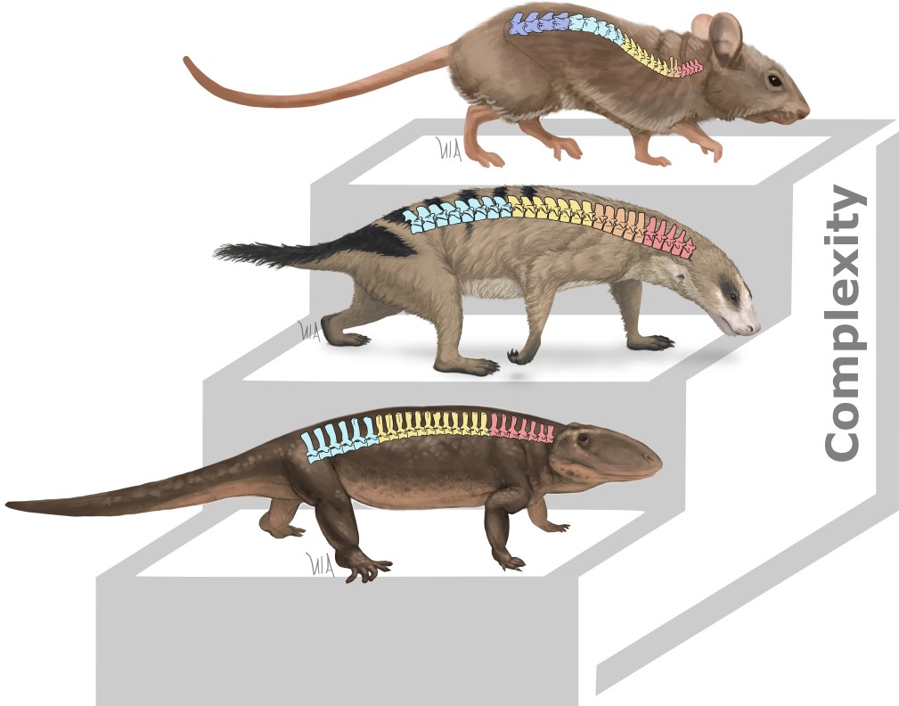 Evolution of axial complexity Evolution of axial complexity