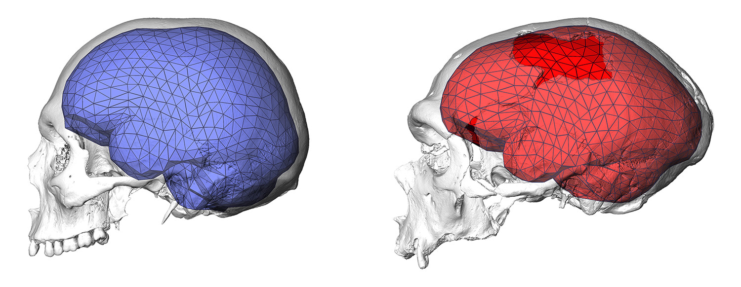 recent human and Neanderthal recent human and Neanderthal