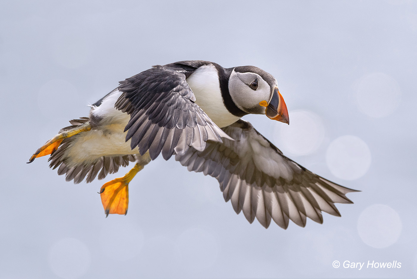 Atlantic Puffin on the Isle of May Atlantic Puffin on the Isle of May