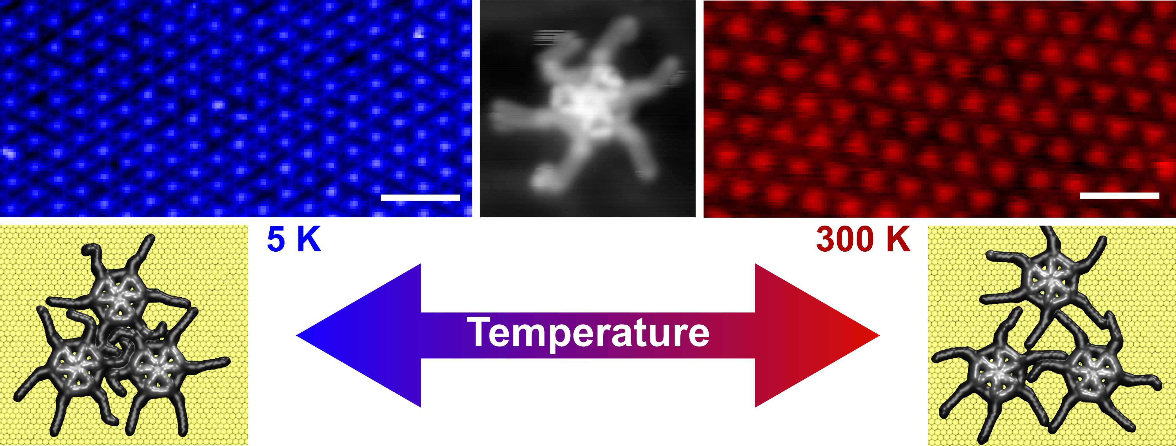 Thermal expansion of spoked wheel molecule revealed by scanning probe microscopy measurements at 5 K and 300 K and confirmed with molecular dynamics calculations.