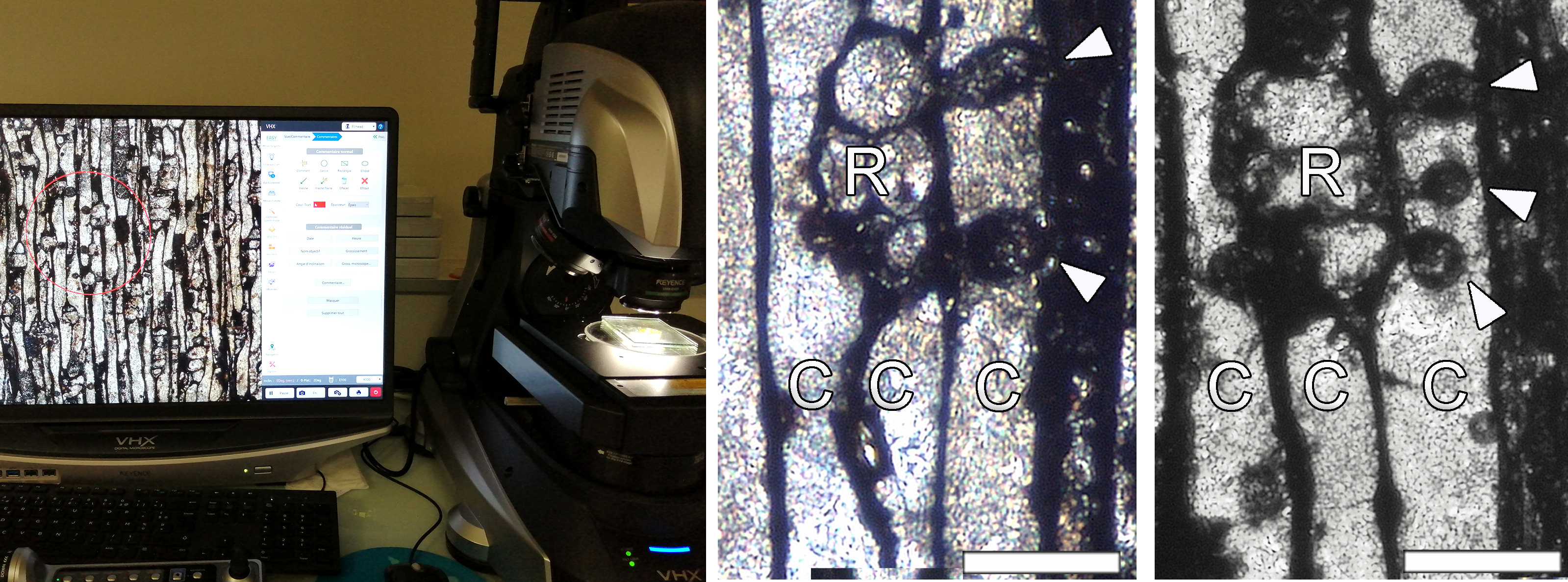 Observation under the microscope and detail of tyloses in fossil wood