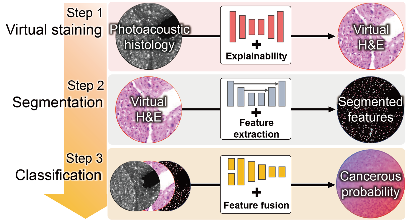 Automated, deep learning-based models for virtual staining, segmentation, and classification of label-free photoacoustic Histology images (PAHs).