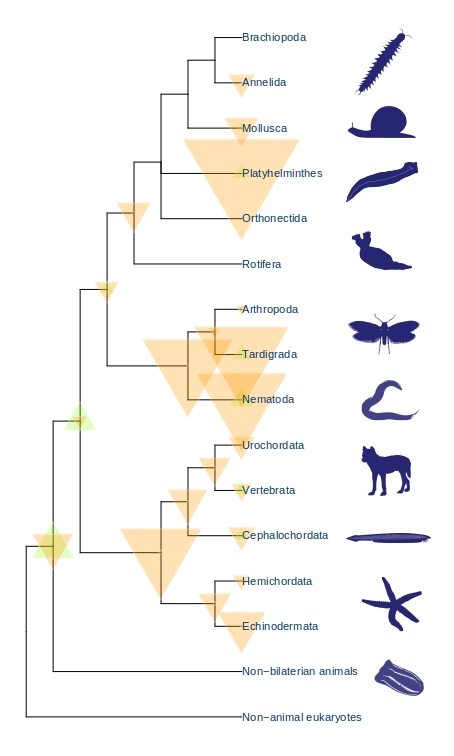 Gene gains and losses in each animal lineage
