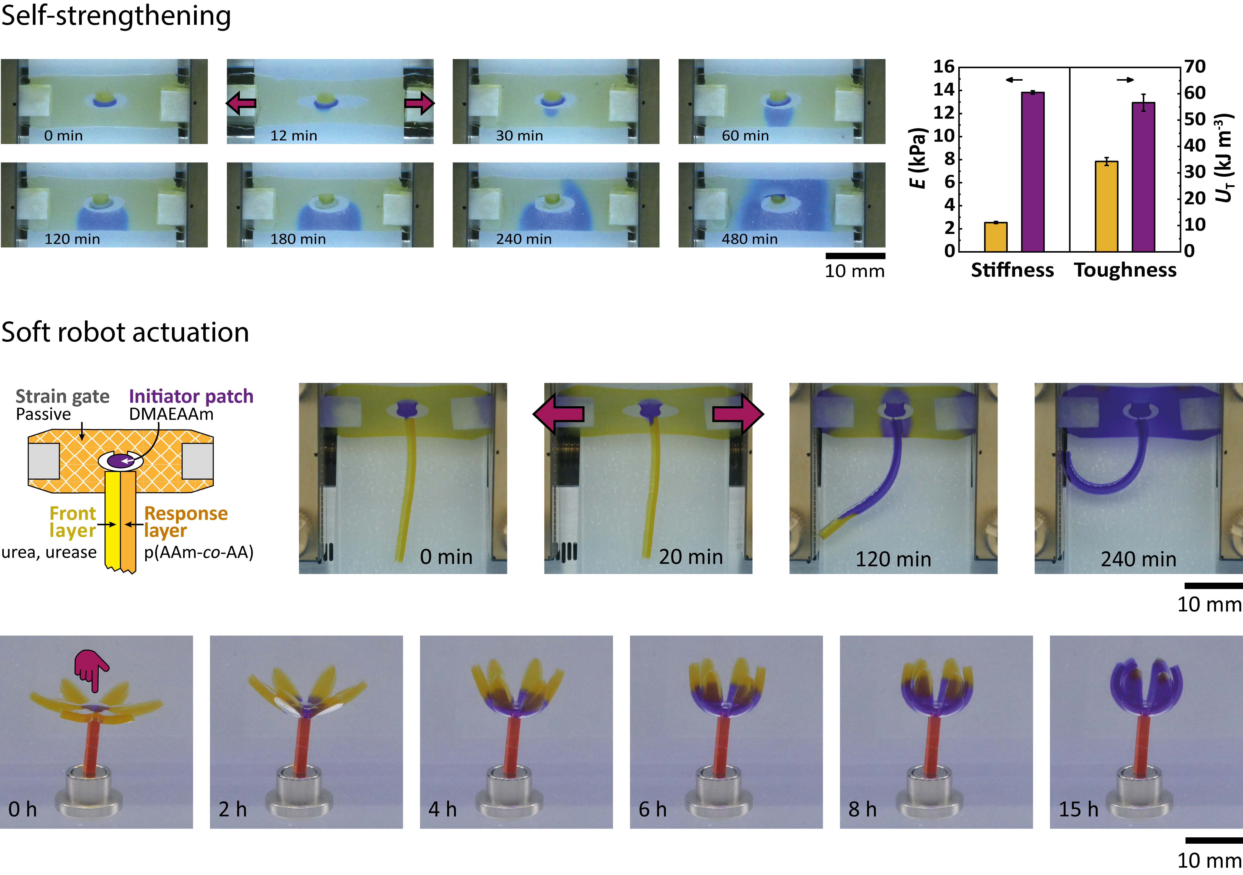 Smart adaptivity: self-strengthening mechano-materials and defense mechanism of soft robots