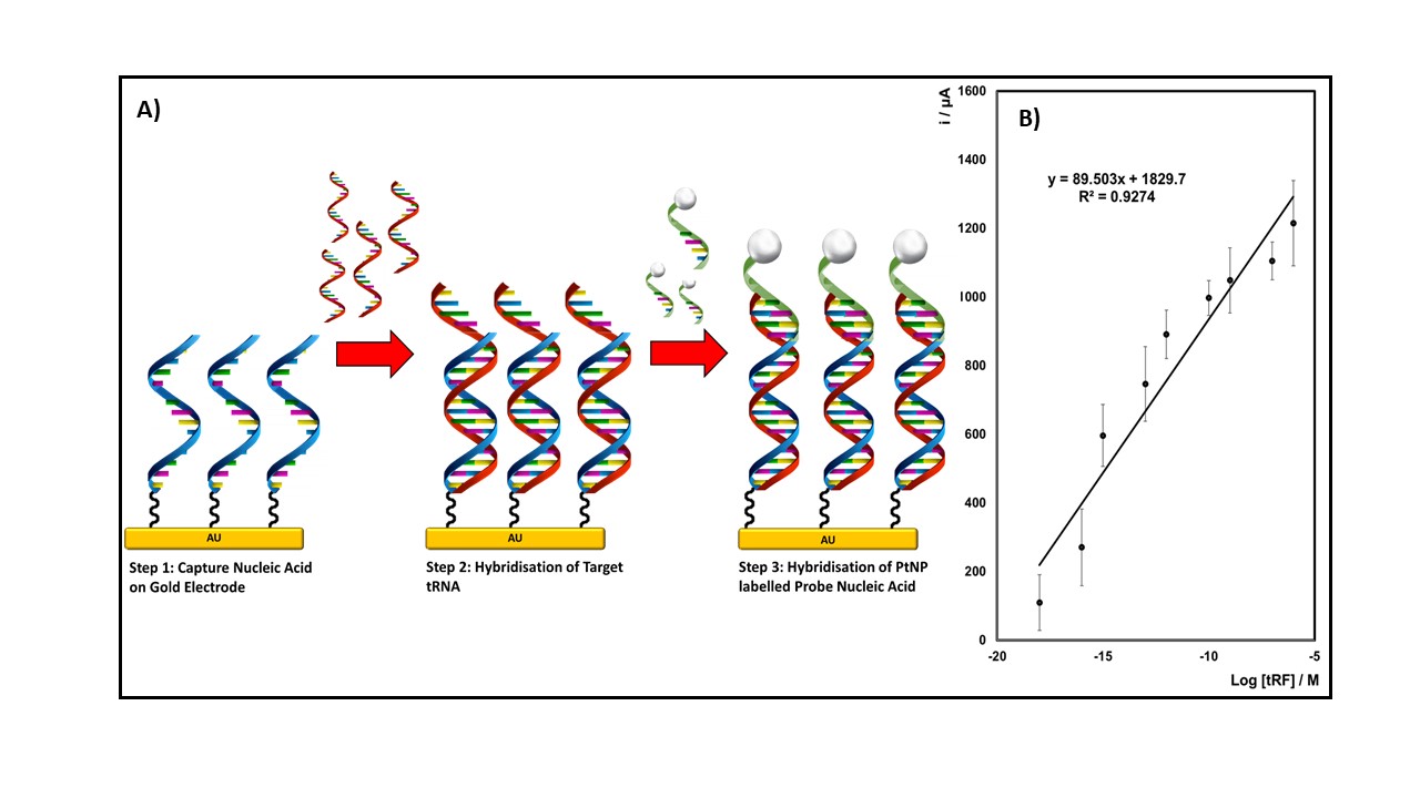Figure 1: Direct detection of tRNA fragments Figure 1: Direct detection of tRNA fragments